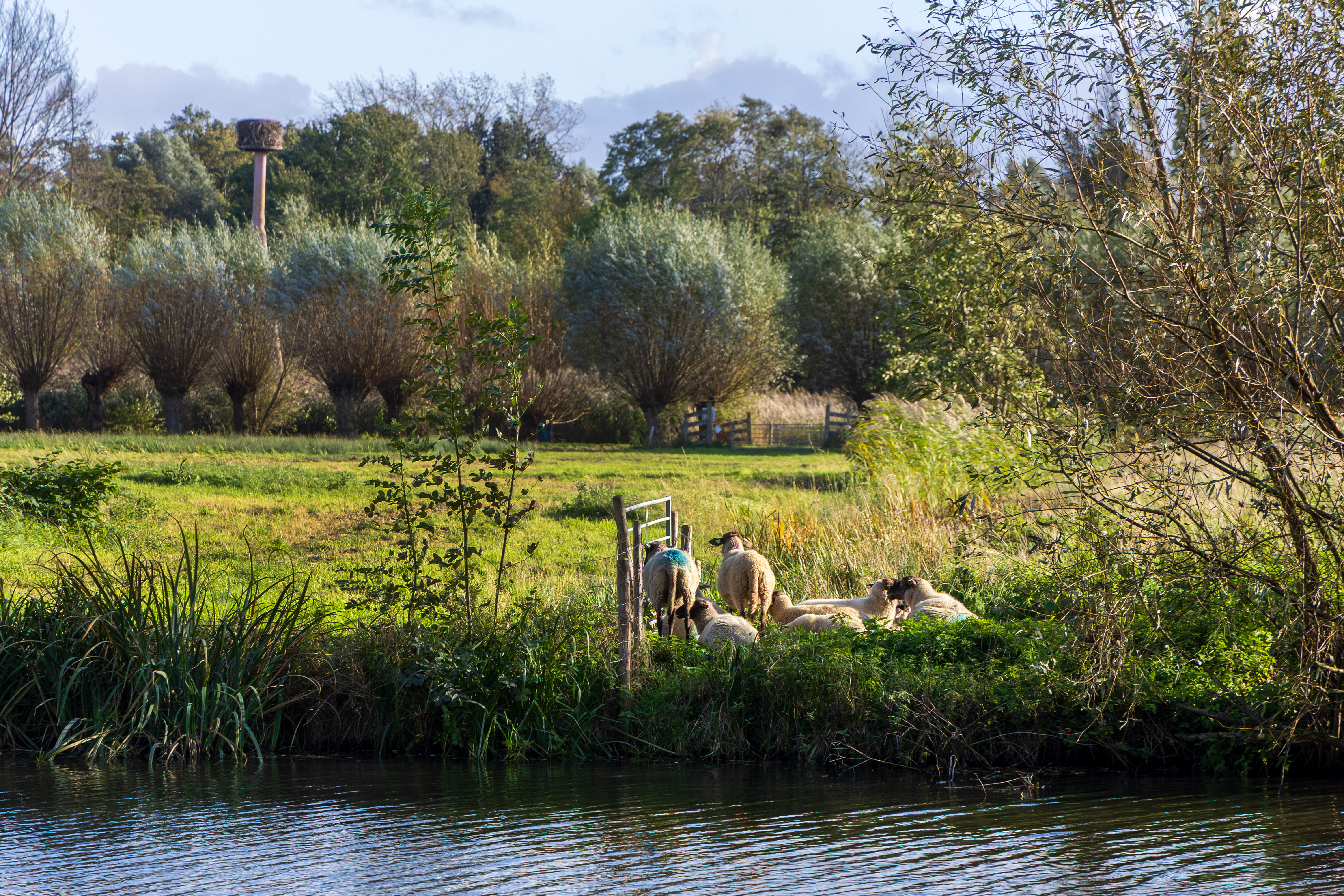 Schapen aan het werk voor de bijen in Overschie